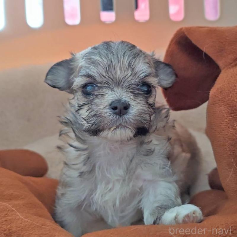 販売中の埼玉県のチワマル:チワワ×マルチーズ-430671