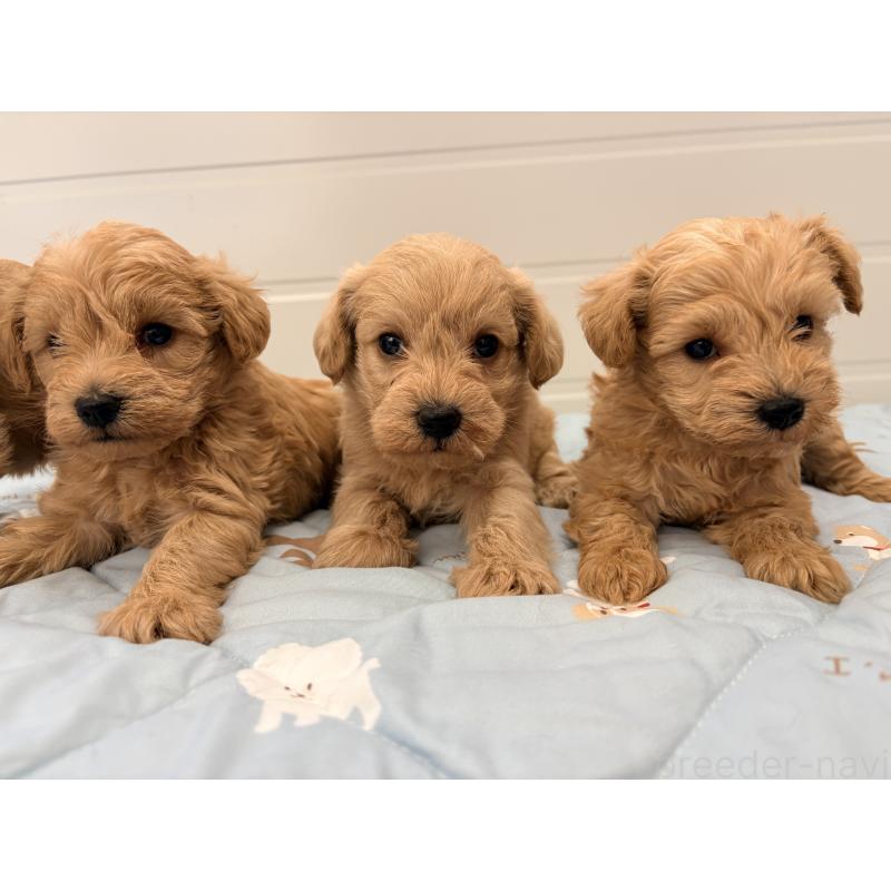 販売中の千葉県のミックス犬-430672の9枚目