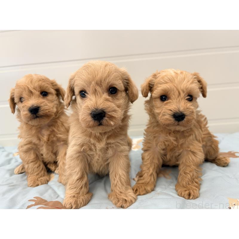 販売中の千葉県のミックス犬-430672の8枚目