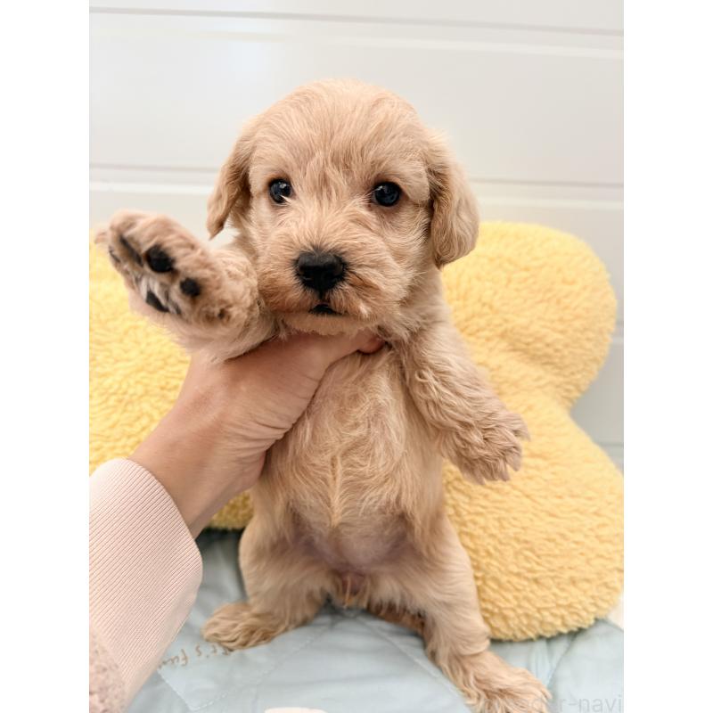 販売中の千葉県のミックス犬-430672の7枚目