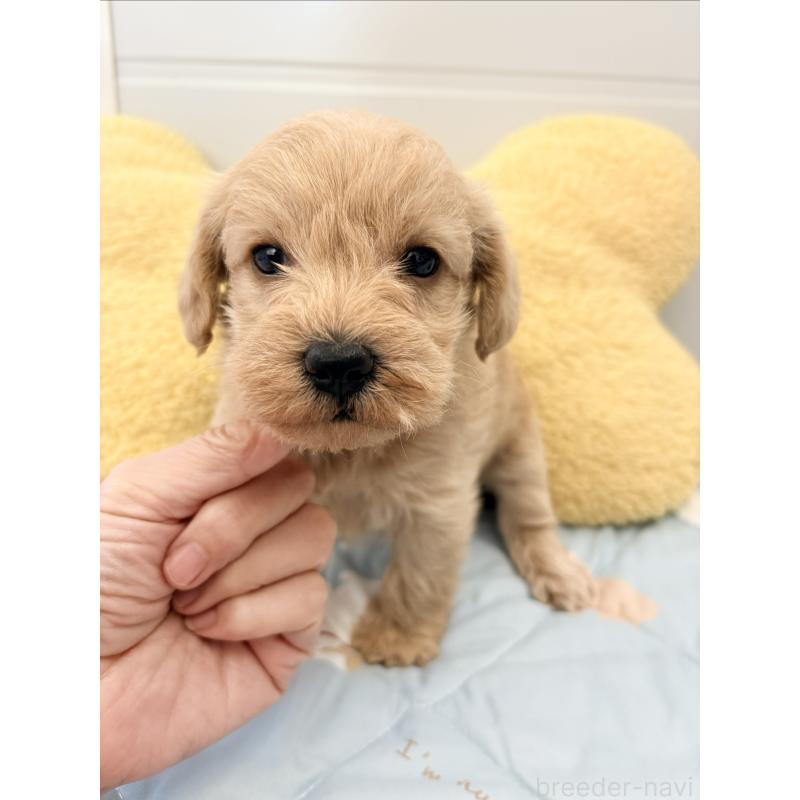 販売中の千葉県のミックス犬-430672の6枚目