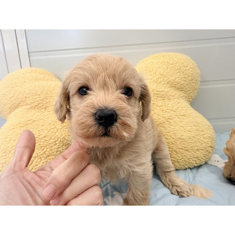 販売中の千葉県のミックス犬-430672の5枚目