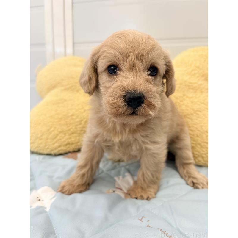 販売中の千葉県のミックス犬-430672の4枚目