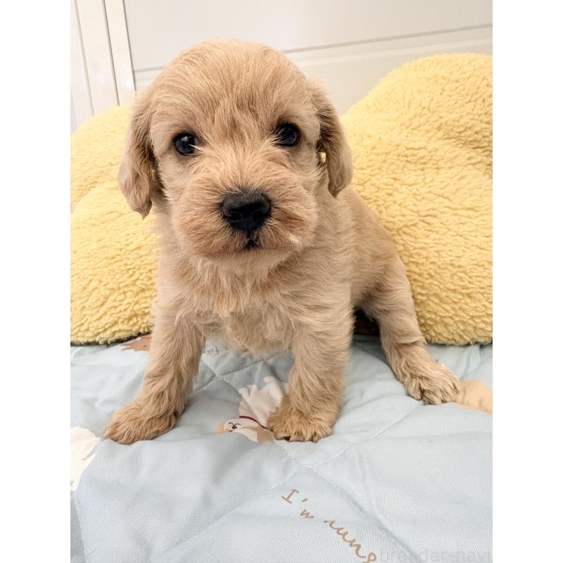 販売中の千葉県のミックス犬-430672の3枚目