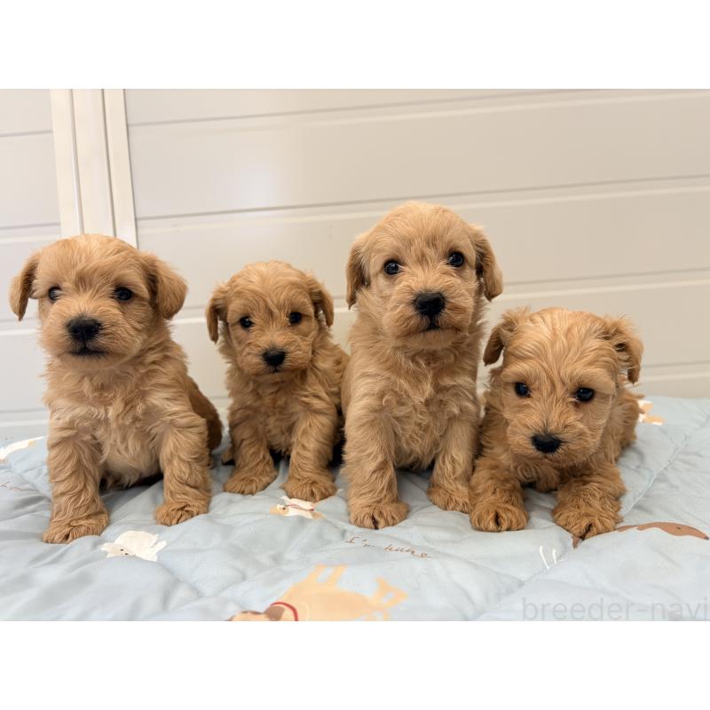 販売中の千葉県のミックス犬-430672の2枚目