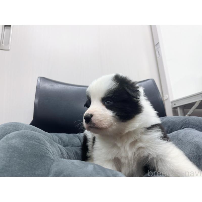 販売中の東京都のボーダーコリー-428459の9枚目