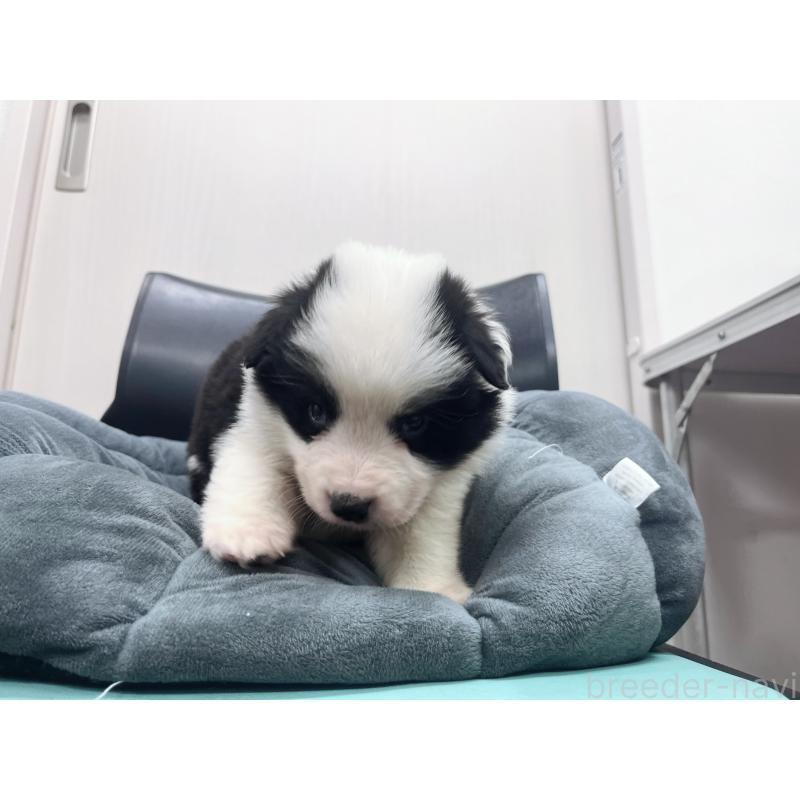 販売中の東京都のボーダーコリー-428459の8枚目