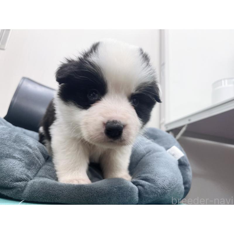 販売中の東京都のボーダーコリー-428459の7枚目