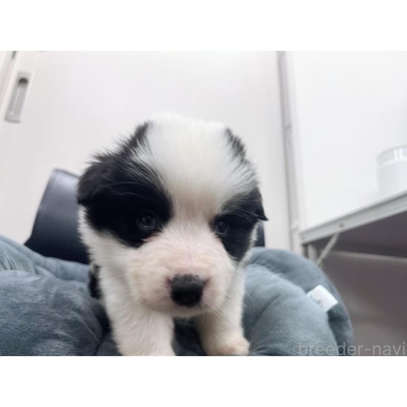 販売中の東京都のボーダーコリー-428459の6枚目