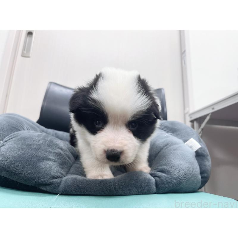 販売中の東京都のボーダーコリー-428459の5枚目