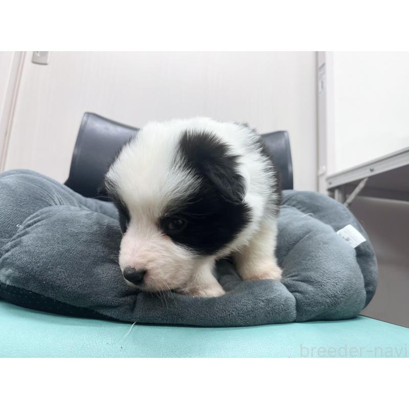 販売中の東京都のボーダーコリー-428459の4枚目