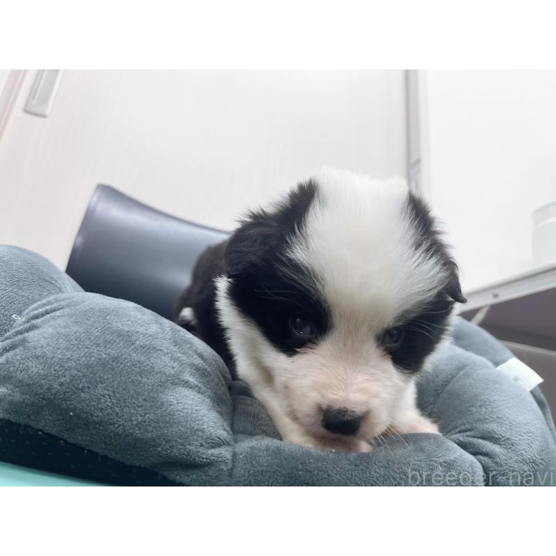 販売中の東京都のボーダーコリー-428459の3枚目