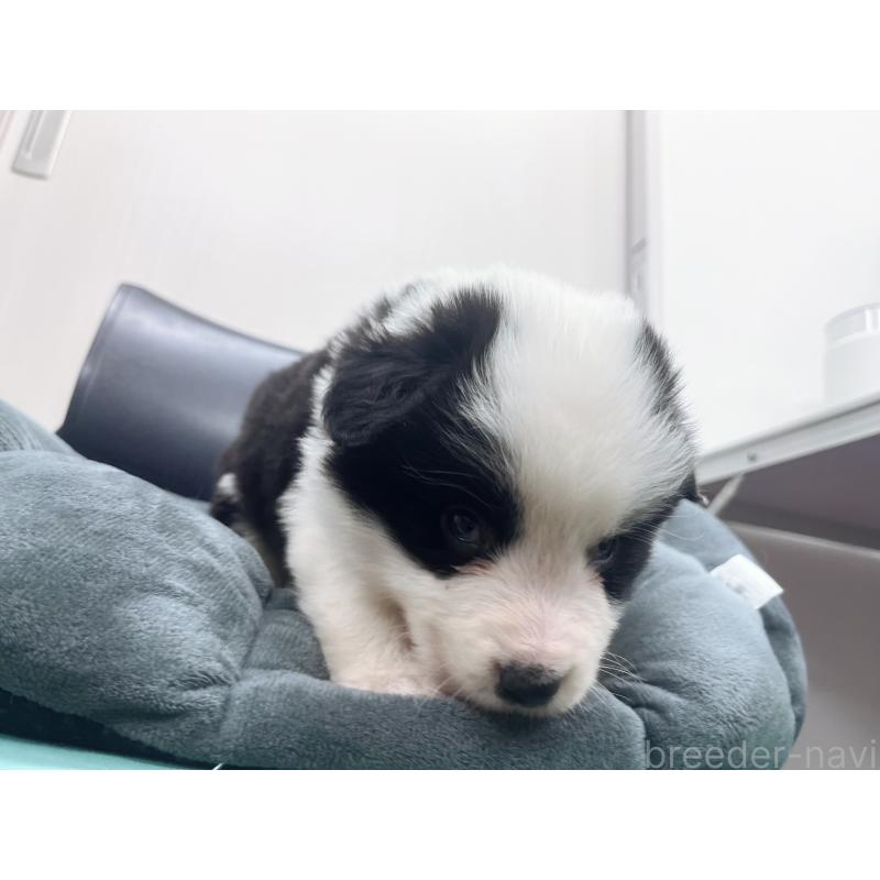 販売中の東京都のボーダーコリー-428459の2枚目