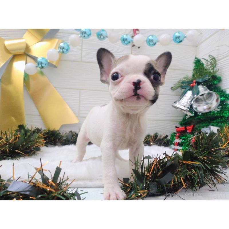 成約済の北海道のフレンチブルドッグ-423947の8枚目