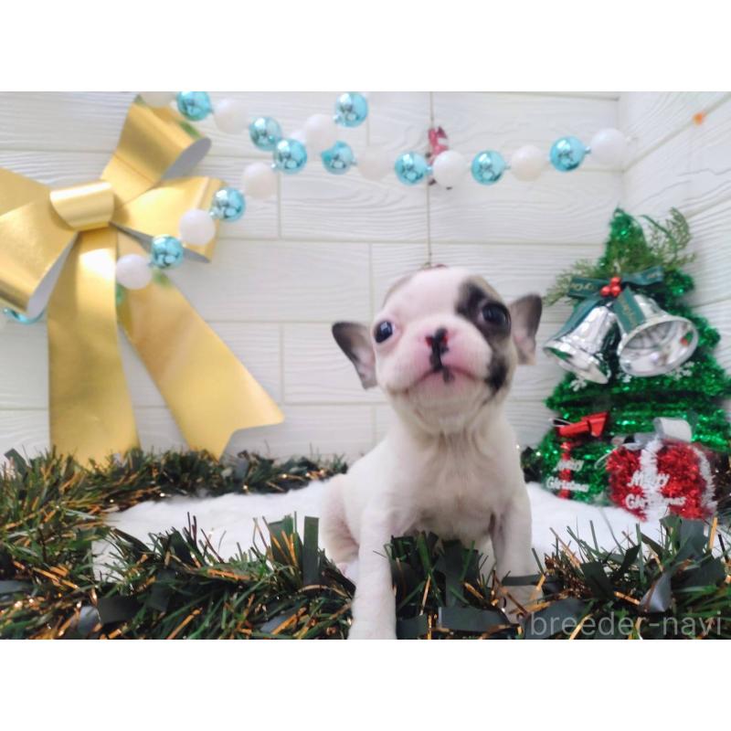 成約済の北海道のフレンチブルドッグ-423947の7枚目