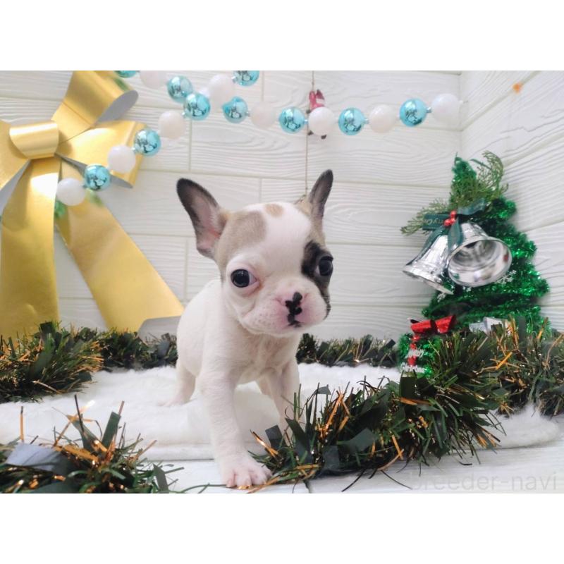 成約済の北海道のフレンチブルドッグ-423947の6枚目