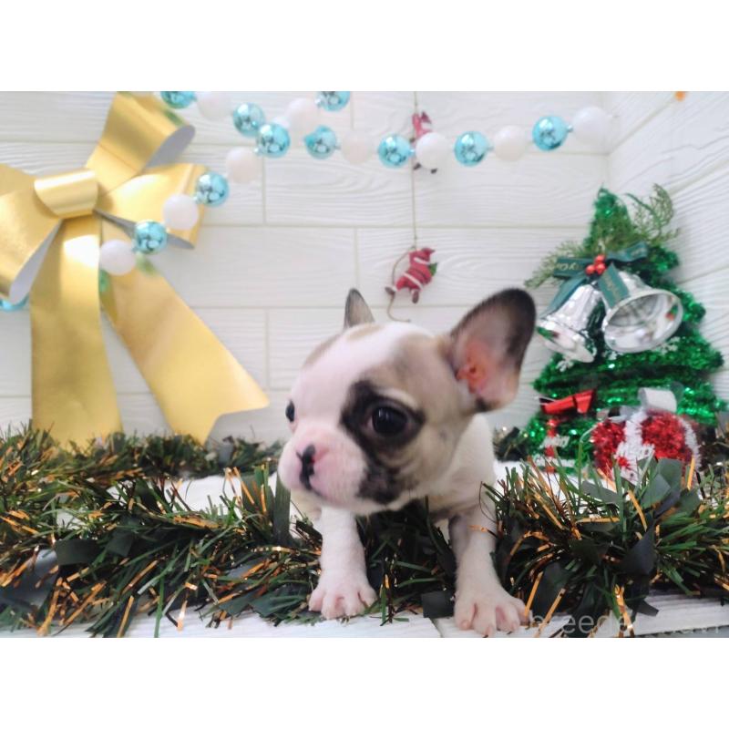 成約済の北海道のフレンチブルドッグ-423947の5枚目