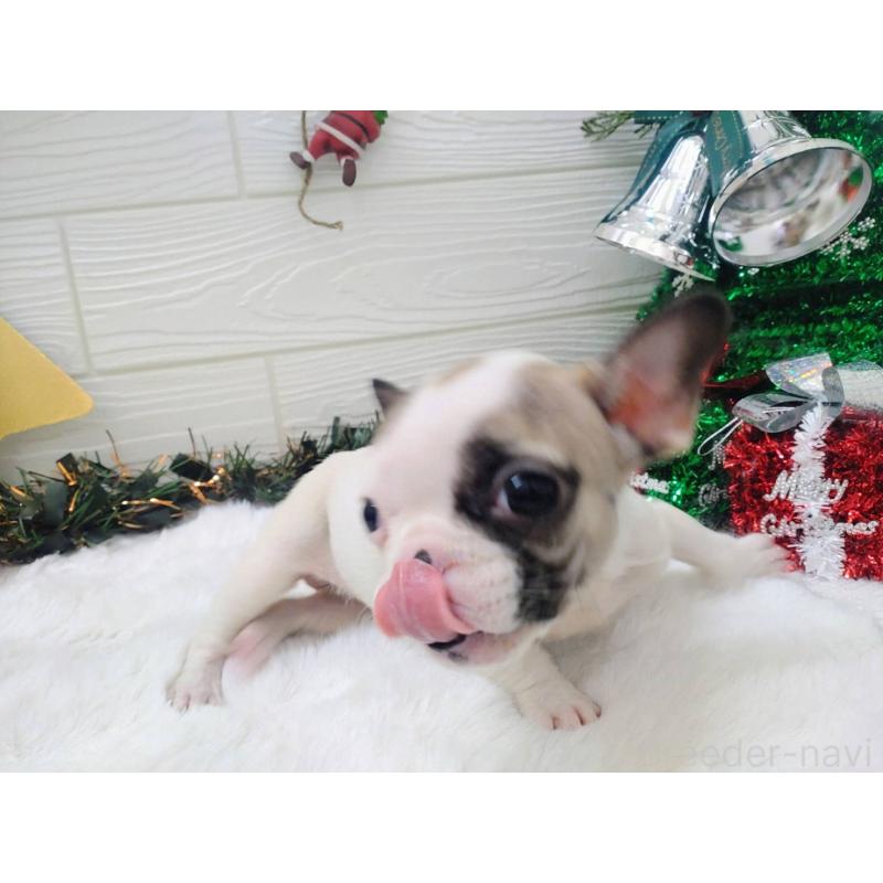 成約済の北海道のフレンチブルドッグ-423947の4枚目