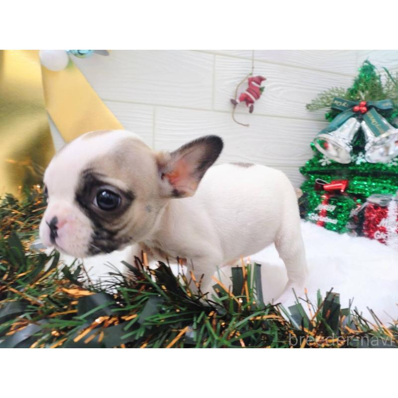 成約済の北海道のフレンチブルドッグ-423947の3枚目