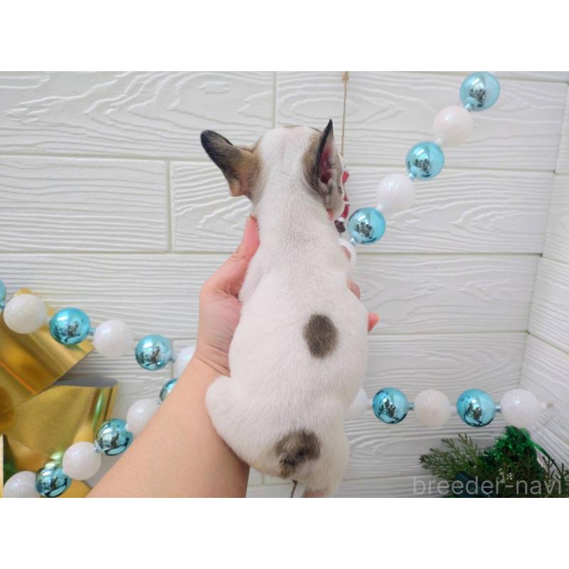 成約済の北海道のフレンチブルドッグ-423947の2枚目