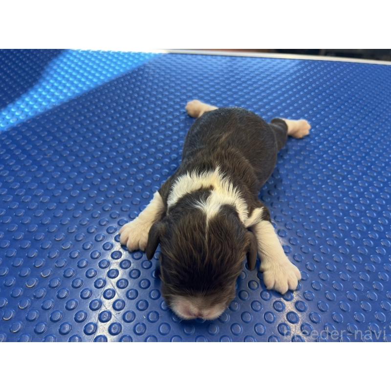 販売中の千葉県のアメリカンコッカースパニエル-430673の2枚目