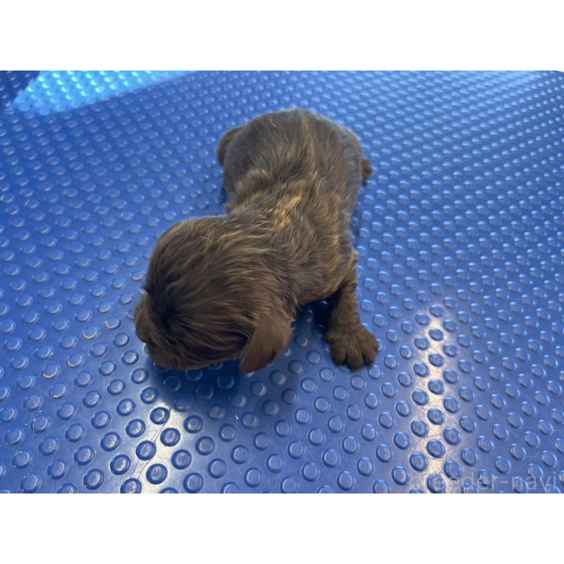 販売中の千葉県のアメリカンコッカースパニエル-430674の2枚目