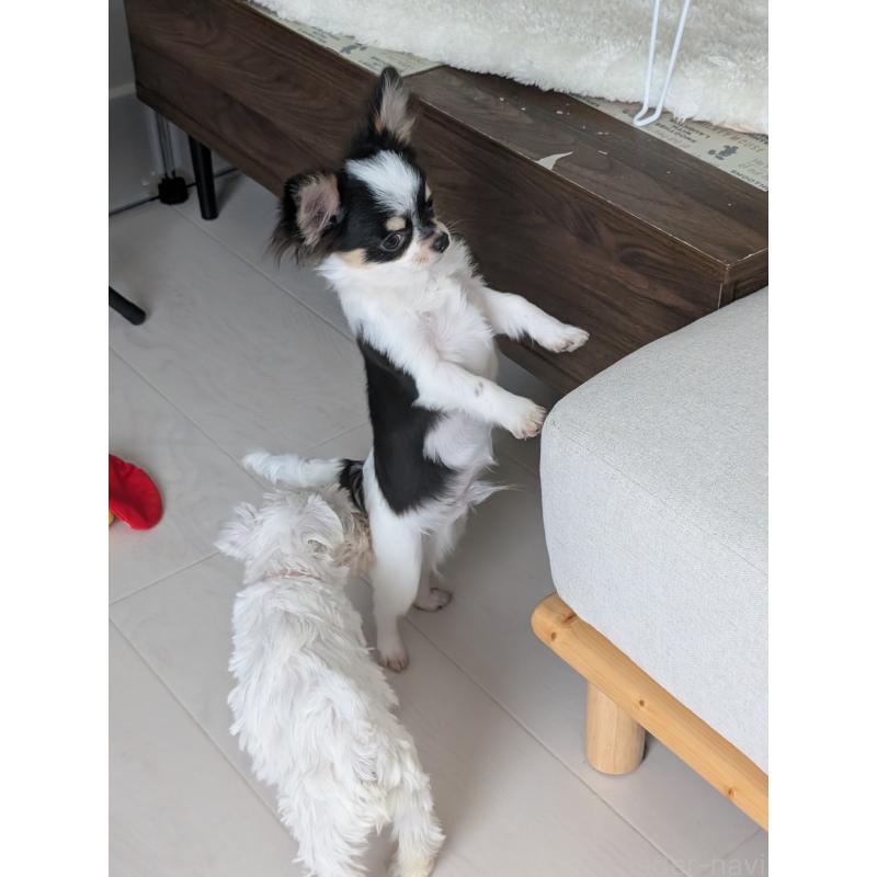 販売中の北海道のチワワ(ロングコート)-404970の7枚目