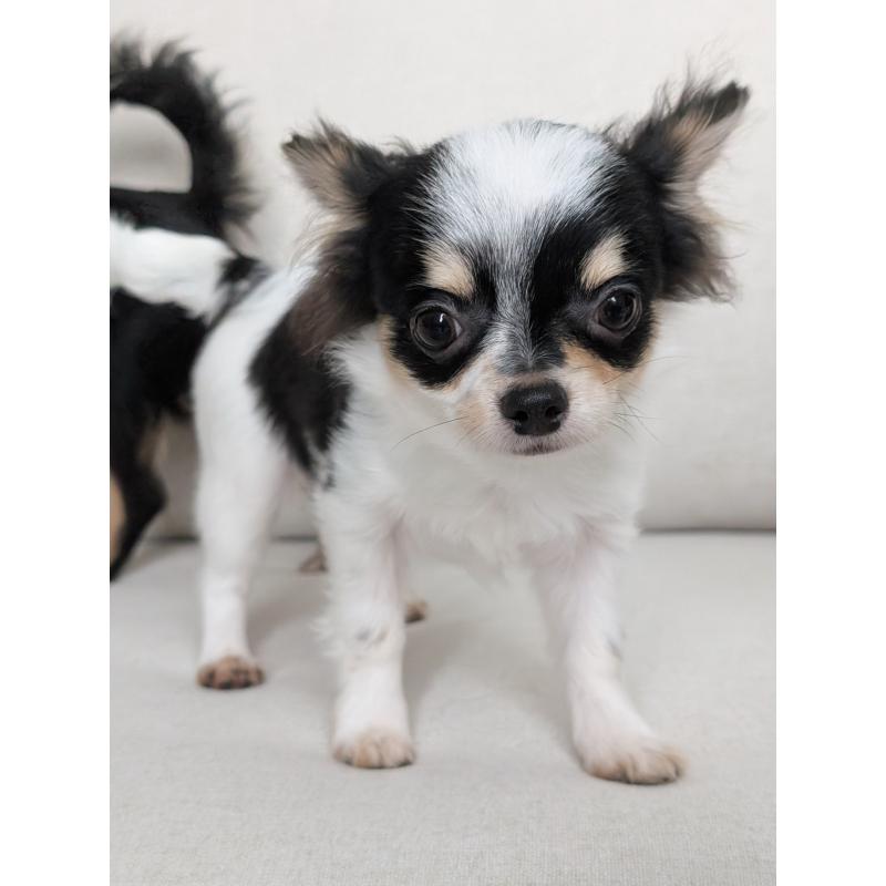 販売中の北海道のチワワ(ロングコート)-404970の6枚目