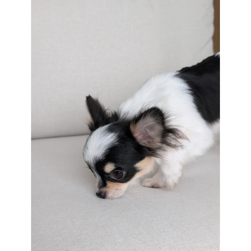 販売中の北海道のチワワ(ロングコート)-404970の5枚目