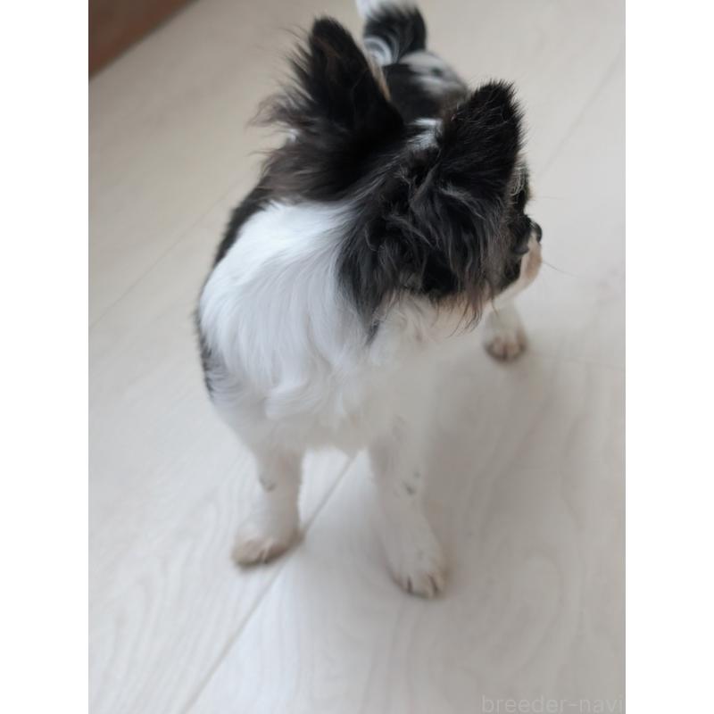 販売中の北海道のチワワ(ロングコート)-404970の4枚目