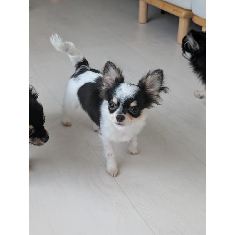 販売中の北海道のチワワ(ロングコート)-404970の3枚目