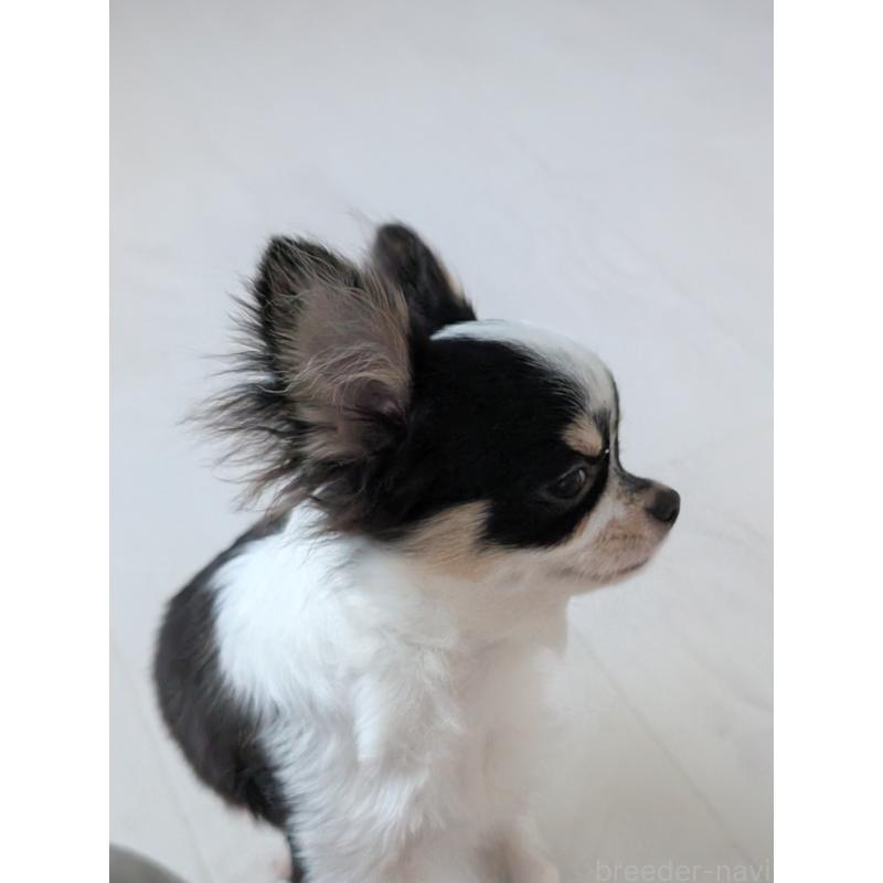 販売中の北海道のチワワ(ロングコート)-404970の2枚目