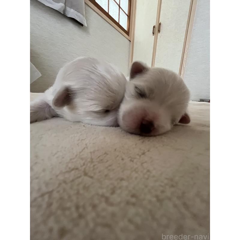 販売中の滋賀県のマルチーズ-430679の12枚目