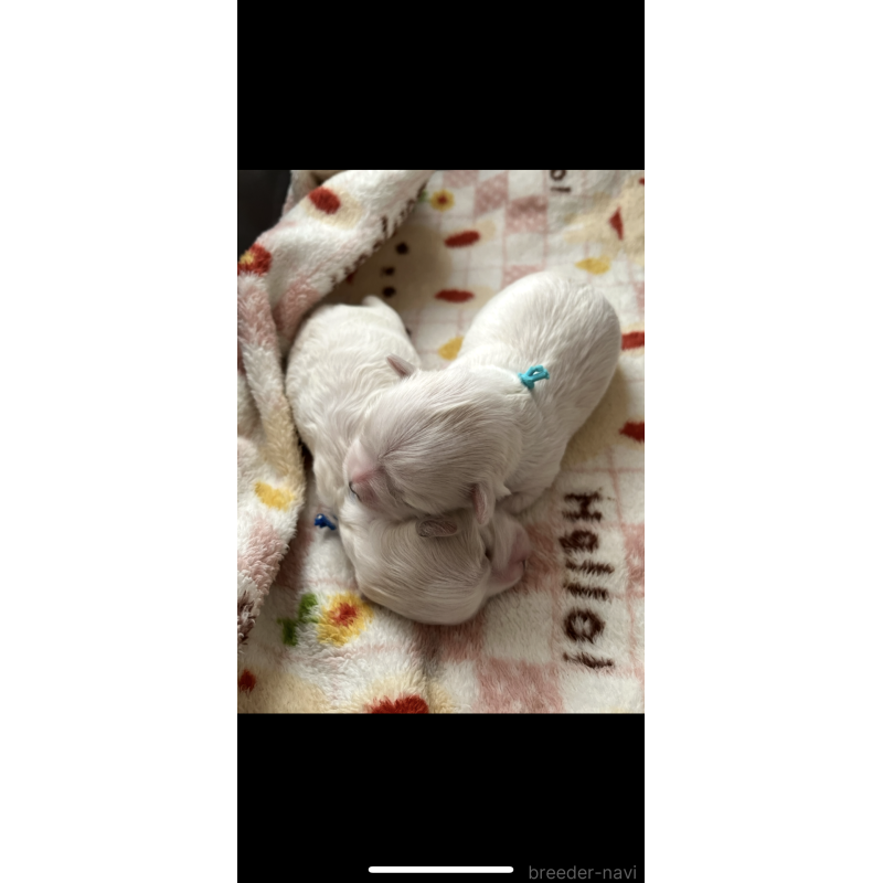 販売中の滋賀県のマルチーズ-430679の10枚目