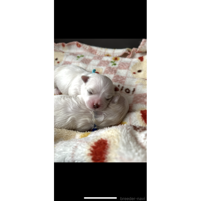 販売中の滋賀県のマルチーズ-430679の9枚目