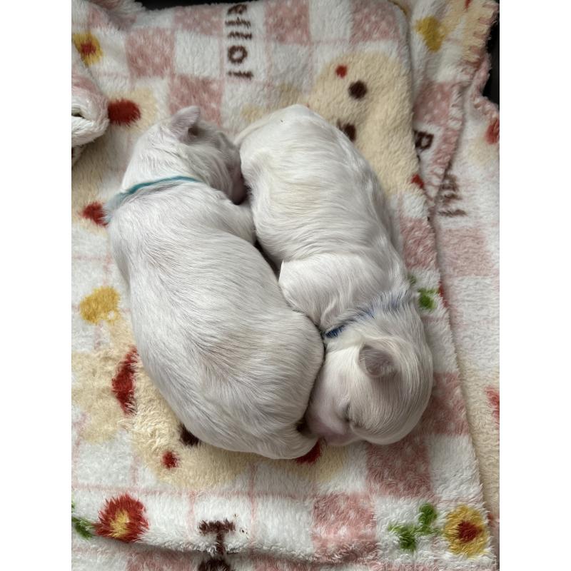 販売中の滋賀県のマルチーズ-430679の8枚目