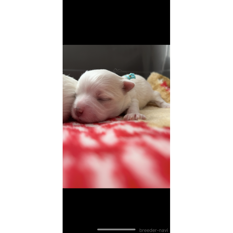 販売中の滋賀県のマルチーズ-430679の6枚目