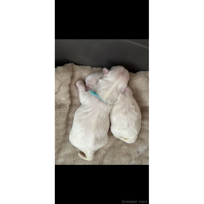 販売中の滋賀県のマルチーズ-430679の5枚目