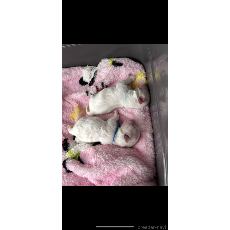 販売中の滋賀県のマルチーズ-430679の4枚目