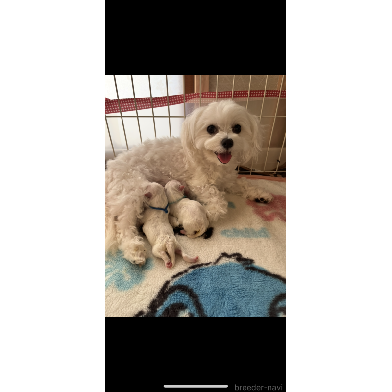 販売中の滋賀県のマルチーズ-430679の3枚目