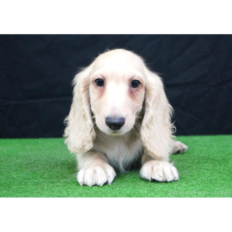 販売中の愛媛県のミニチュアダックスフンド(ロングヘアード)-430676の2枚目