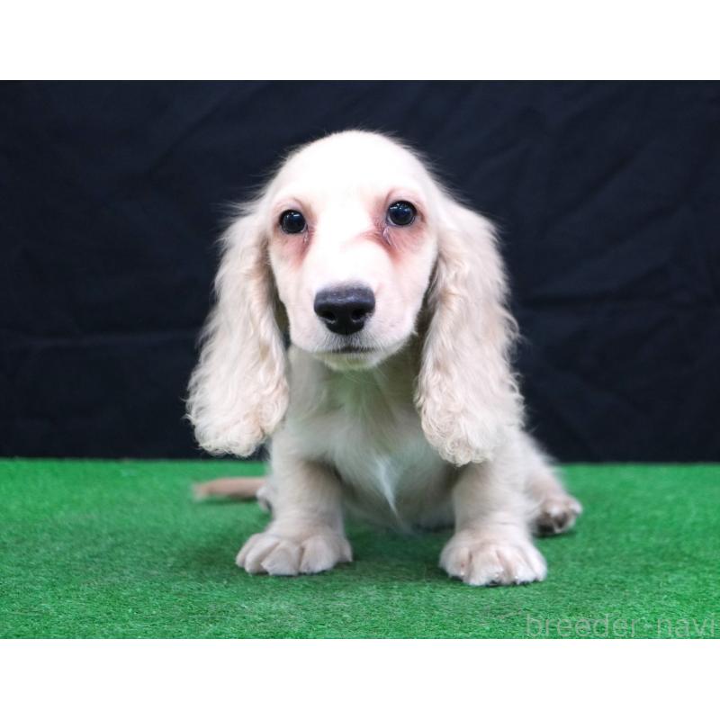 販売中の愛媛県のミニチュアダックスフンド(ロングヘアード)-430678の2枚目