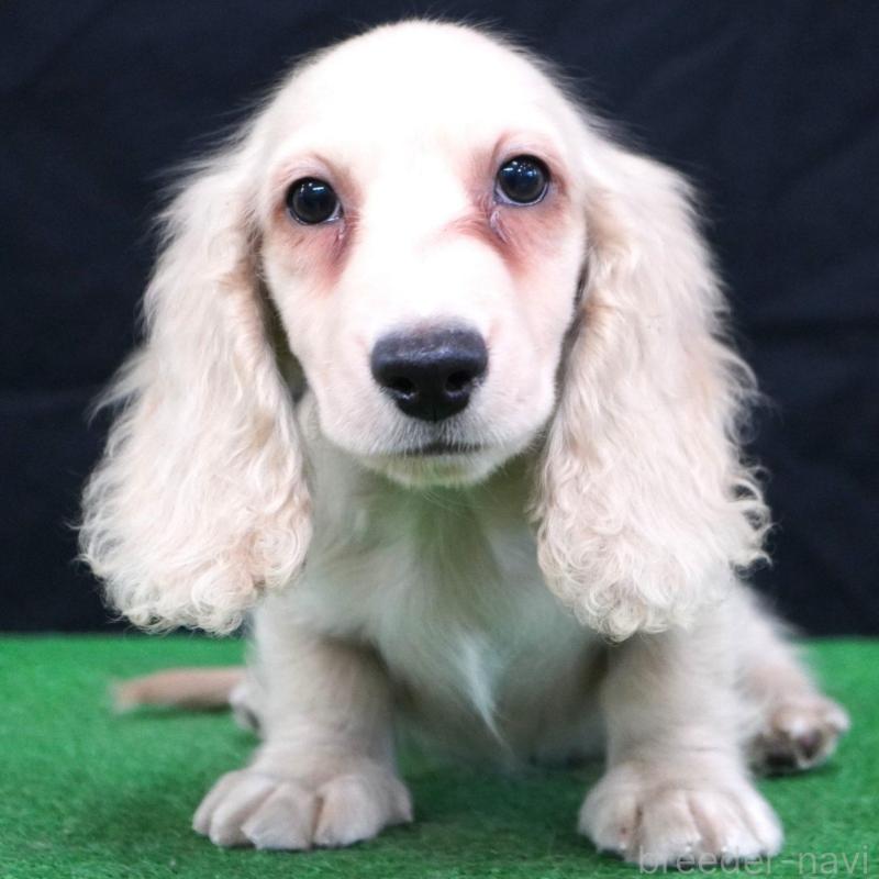 販売中の愛媛県のミニチュアダックスフンド(ロングヘアード)-430678