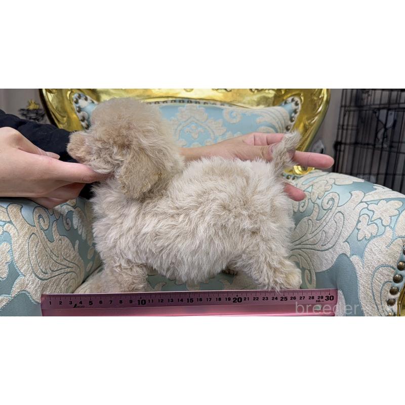 販売中の新潟県のティーカッププードル-430683の3枚目