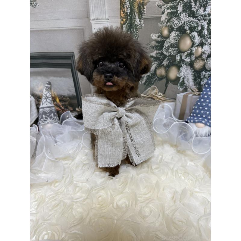 成約済の島根県のティーカッププードル-430663の2枚目