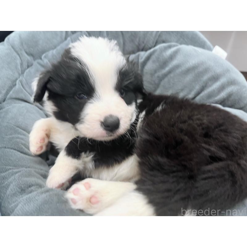 販売中の東京都のボーダーコリー-428401の7枚目