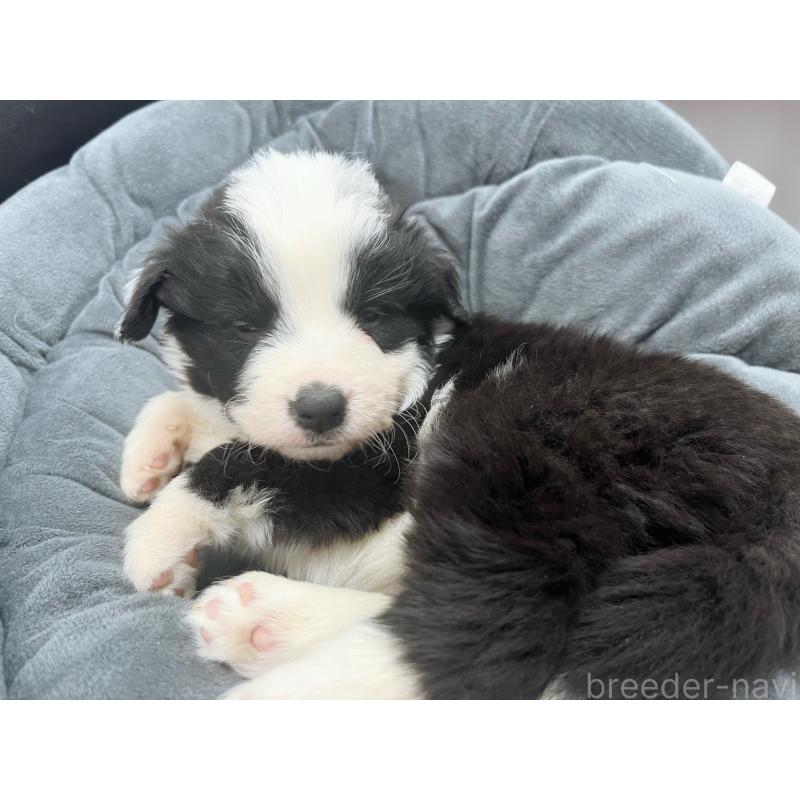 販売中の東京都のボーダーコリー-428401の6枚目