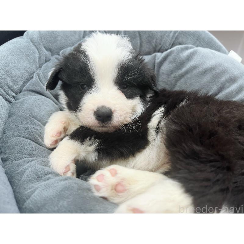 販売中の東京都のボーダーコリー-428401の5枚目