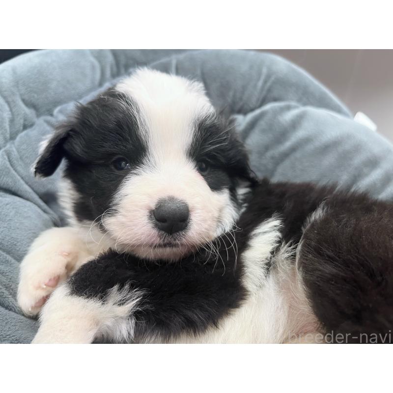 販売中の東京都のボーダーコリー-428401の4枚目
