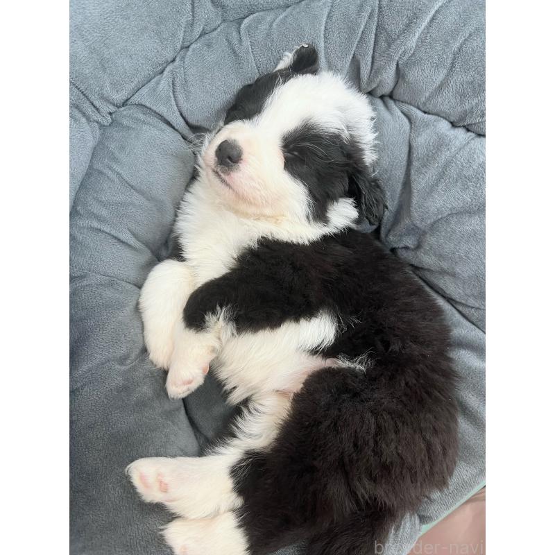 販売中の東京都のボーダーコリー-428401